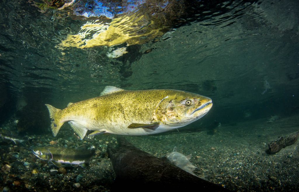 Female Chinook Salmon in the Quinsam River getting ready to spawn ...