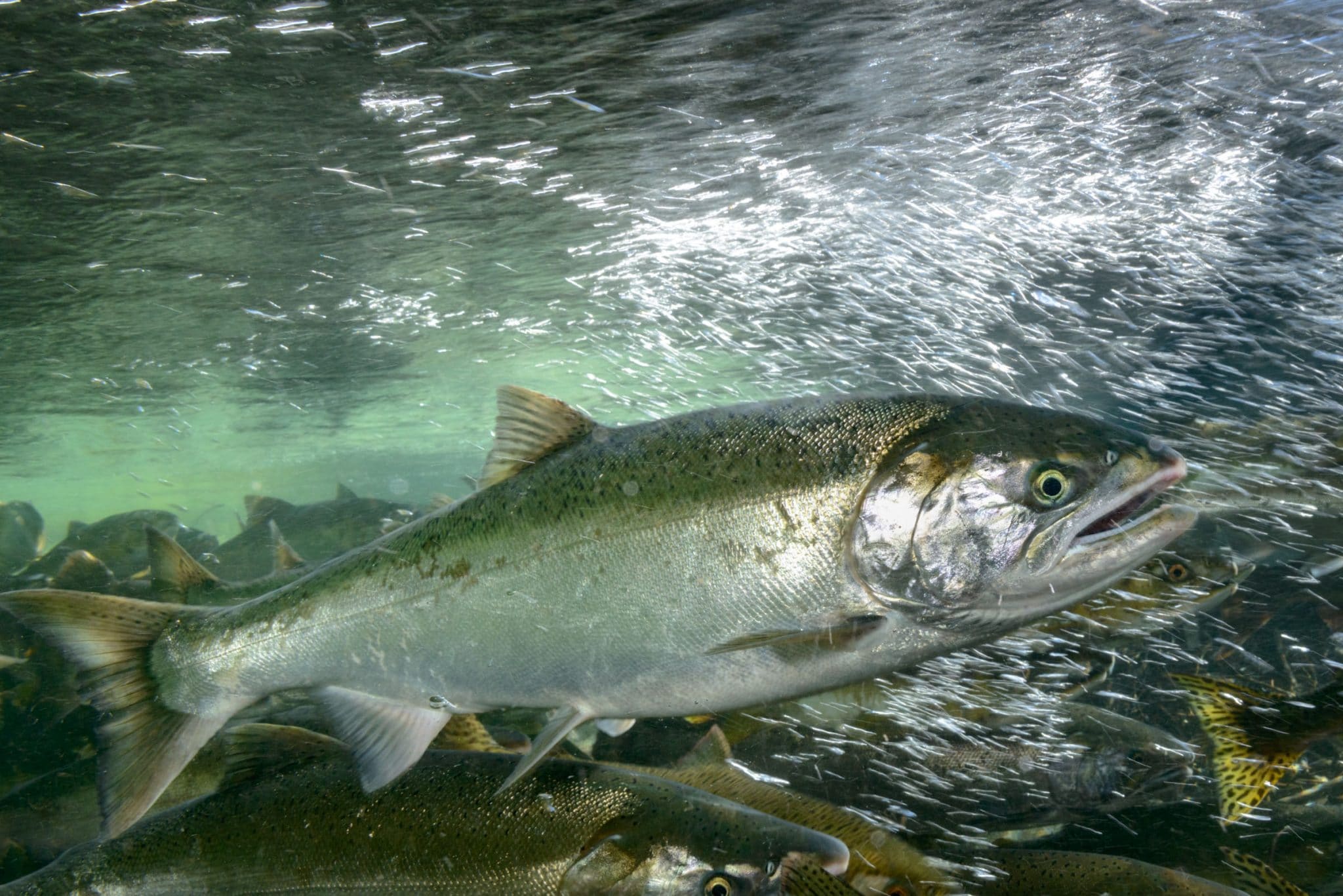 Чавыча фото рыбы. Чавыча (Oncorhynchus tschawytscha). Кижуч Мальма чавыча рыба. Чавыча самка. Таймень чавыча.