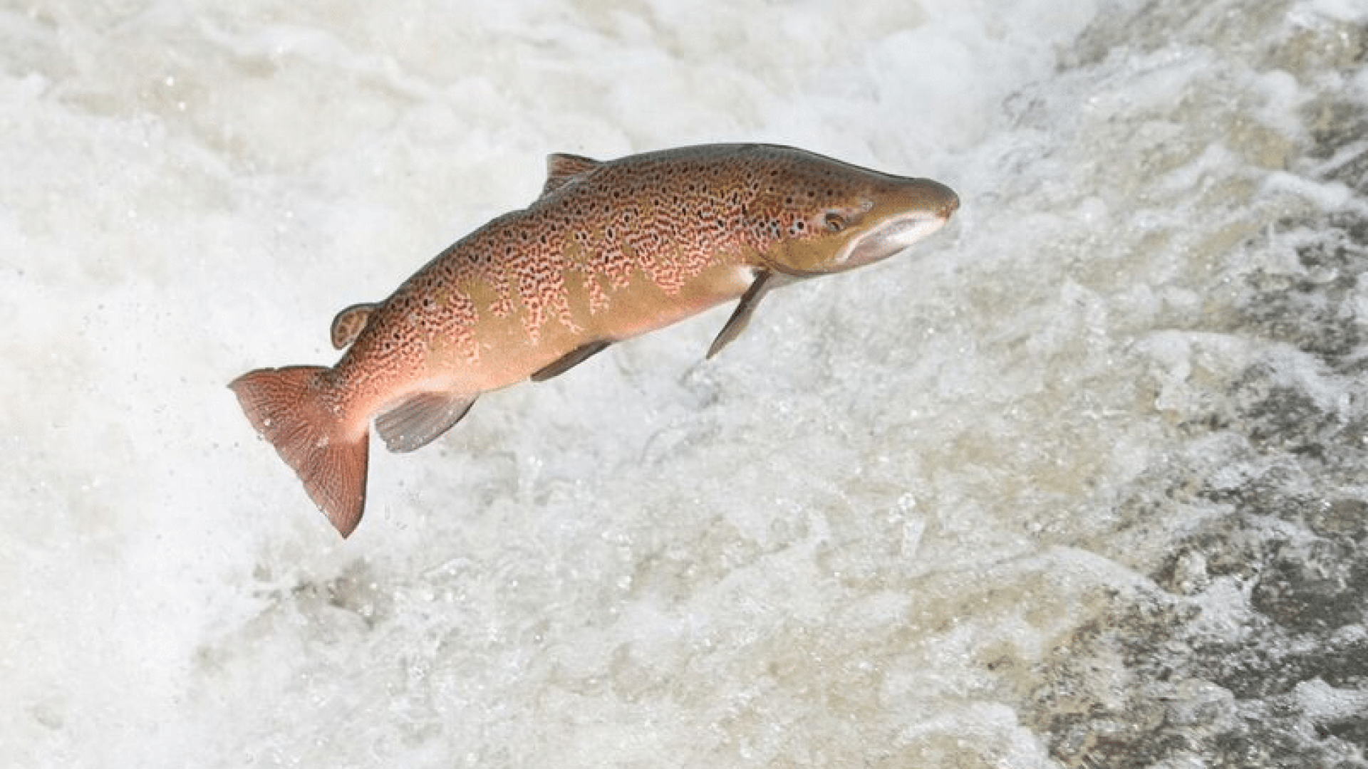 Leaping salmon Shrewsbury Weir River Severn © Jason Dale_Photo from Samantha Watts Oct 2018 Leaping salmon Shrewsbury Weir River Severn © Jason Dale_Photo from Samantha Watts Oct 2018